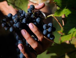 Immagine 3 di MORELLINO DI SCANSANO RISERVA D.O.C.G.