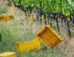 Immagine 4 di MORELLINO DI SCANSANO RISERVA D.O.C.G.