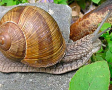 Immagine 1 di SALAME DI LUMACA