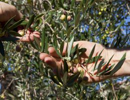Immagine 2 di OLIO EXTRA VERGINE OLIVA QUALITA' SUPERIORE