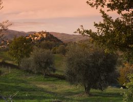 Immagine 3 di OLIO EXTRA VERGINE OLIVA QUALITA' SUPERIORE