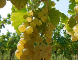 Immagine 2 di COLLIO D.O.C. MALVASIA ISTRANA