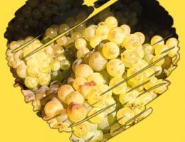 Immagine 4 di COLLIO D.O.C. MALVASIA ISTRANA