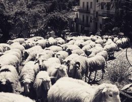 Immagine 4 di PECORINO RISERVA DEL FONDATORE CASEIFICIO IL FIORINO