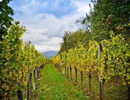 Immagine 3 di D.O.C. COLLIO SAUVIGNON RONCO DELLE MELE