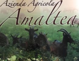 Immagine 1 di ROBIOLA DI ROCCAVERANO D.O.P. CASEIFICIO BIO AMALTEA