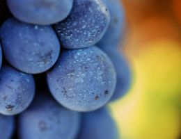 Immagine 2 di BARBERA D'ASTI SUPERIORE D.O.C.G. ALFIERA ​​​​​​​MARCHESI ALFIERI VINI