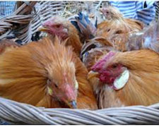 Immagine 1 di Cappone di S. Damiano d'Asti