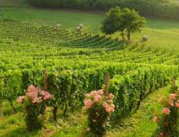 Immagine 3 di MOSCATO D'ASTI D.O.C.G. CASCINA CASTLET