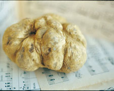 Immagine 1 di TARTUFO BIANCO DI ALBA