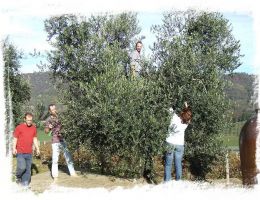 Immagine 2 di OLIO EXTRAVERGINE DI OLIVA D.O.P. LAGHI LOMBARDI ALARICO DI CATEGORIA SUPERIORE