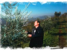 Immagine 3 di OLIO EXTRAVERGINE DI OLIVA D.O.P. LAGHI LOMBARDI ALARICO DI CATEGORIA SUPERIORE