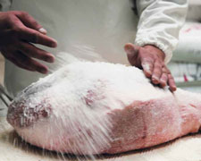 Immagine 1 di Prosciutto Crudo Amatriciano I.G.P.