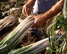 Immagine 1 di PORRO DI CERVERE