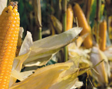 Immagine 1 di Mais di Mortegliano