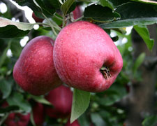 Immagine 1 di MELA ROSSA DI CUNEO I.G.P. AGRICOLA GIORDANO