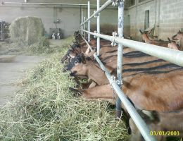Immagine 3 di BLU DI CAPRA CASEIFICIO LE GALOSE