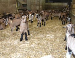 Immagine 5 di BLU DI CAPRA CASEIFICIO LE GALOSE