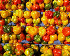 Immagine 1 di PEPERONE DI CUNEO