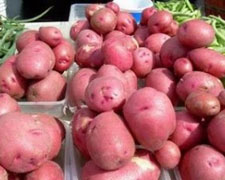 Immagine 1 di Patata Rossa di Cetica