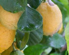 Immagine 1 di Limone Femminello I.G.P.