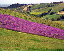 Immagine 1 di Zafferano delle Terre di Oriolo