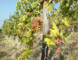 Immagine 2 di RECIOTO DI GAMBELLARA D.O.C.