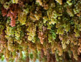 Immagine 3 di RECIOTO DI GAMBELLARA D.O.C.