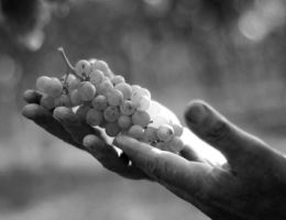 Immagine 2 di LESSINI DURELLO RISERVA METODO CLASSICO 60 MESI