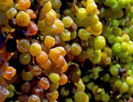 Immagine 2 di BREGANZE TORCOLATO D.O.C.