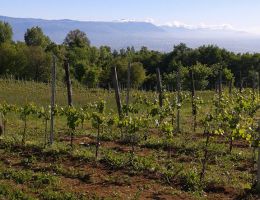 Immagine 4 di ROSSO VENETO I.G.T. 4 ELEMENTI ROSSO