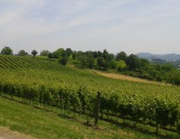 Immagine 5 di ROSSO VENETO I.G.T. 4 ELEMENTI ROSSO