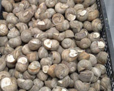 Immagine 2 di ALLEVAMENTO BIO DI LUMACHE AGRI RONCADIZZA LUMACHERA