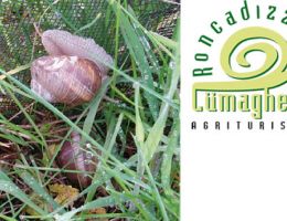 Immagine 4 di ALLEVAMENTO BIO DI LUMACHE AGRI RONCADIZZA LUMACHERA