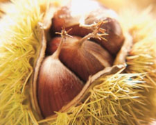 Immagine 2 di CASTAGNA VALCAMONICA