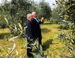 Immagine 4 di OLIO EXTRAVERGINE DI OLIVA BLEND DI QUALITA' SUPERIORE COMINCIOLI