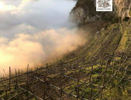 Immagine 4 di COSTA D'AMALFI FURORE ROSSO RISERVA D.O.C.