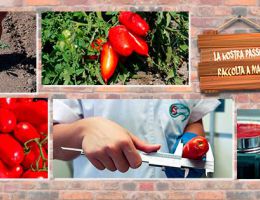 Immagine 2 di POMODORO SAN MARZANO D.O.P.