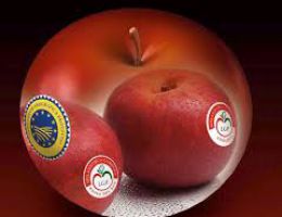 Immagine 1 di Melannurca campana I.G.P.