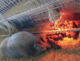 Immagine 4 di PROSCIUTTO CRUDO STAGIONATO DA SUINO NERO CASERTANO