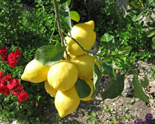 Immagine 2 di LIMONE COSTA D'AMALFI I.G.P.