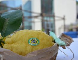 Immagine 1 di LIMONE COSTA D'AMALFI I.G.P.