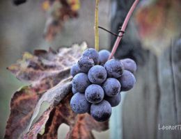 Immagine 3 di BAROLO D.O.C.G. RISERVA LAZZARITO ETTORE GERMANO VINI