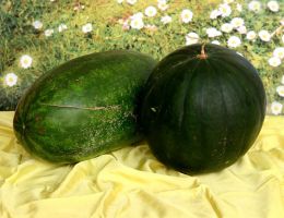 Immagine 2 di MELONE DI ALTAVILLA