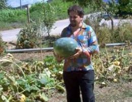 Immagine 5 di MELONE DI ALTAVILLA