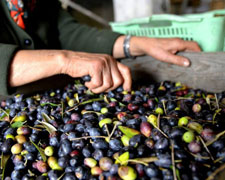 Immagine 1 di OLIO EXTRAVERGINE DI OLIVA CULTIVAR CAIAZZARA CATEGORIA SUPERIORE