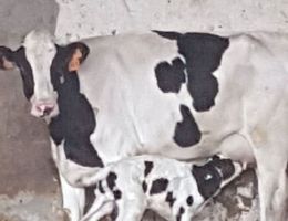 Immagine 3 di CACIOCAVALLO DI CASTELFRANCO IN MISCANO