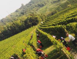 Immagine 3 di LANGHE D.O.C. FREISA KYÈ®