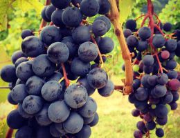 Immagine 4 di LANGHE D.O.C. FREISA KYÈ®