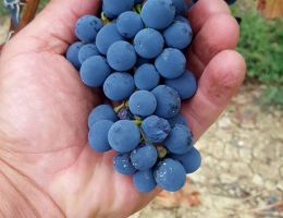 Immagine 5 di LANGHE D.O.C. FREISA KYÈ®